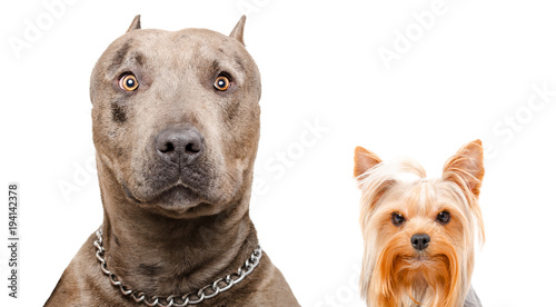 Photography Portrait of a pit bull and Yorkshire terrier, isolated on white background