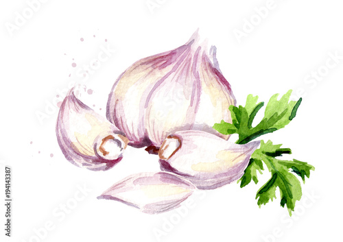 Garlic with parsley. Watercolor hand drawn illustration, isolated on white background