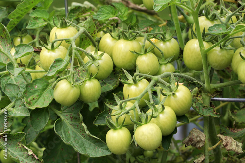 Agriculture and farming background. Growing green tomatoes on a bush close up in a vegetable garden. Organic food produce concept. © Maryna