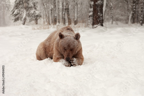 European Brown Bear in a winter forest photo