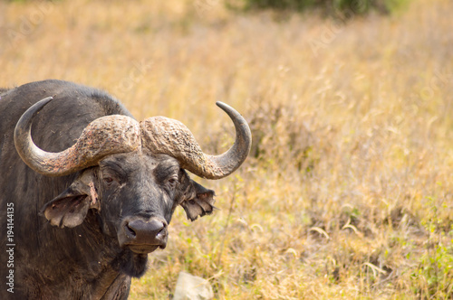 Isolated buffalo in the savannah countryside of Nairobi Park in Kenya