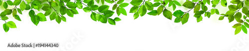 Grüne Blätter als Freisteller vor weißem Hintergrund photo