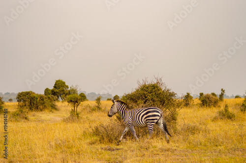 Isolated zebra in the savannah countryside of Nairobi Park in Kenya