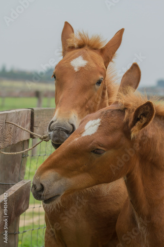 photo of a pair of Suffolk punch foals playing with a bit of rope