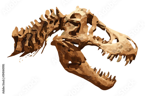 Vector skeleton of Tyrannosaurus rex ( T-rex ) on isolated background . Skull and Neck © stockdevil