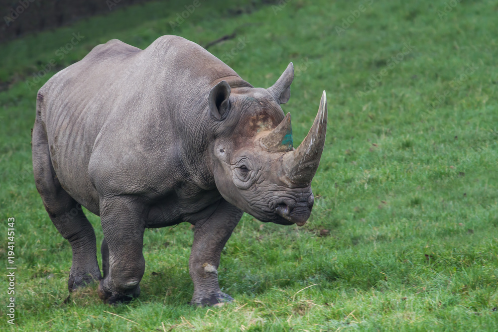 Naklejka premium zdjęcie majestatycznego nosorożca czarnego