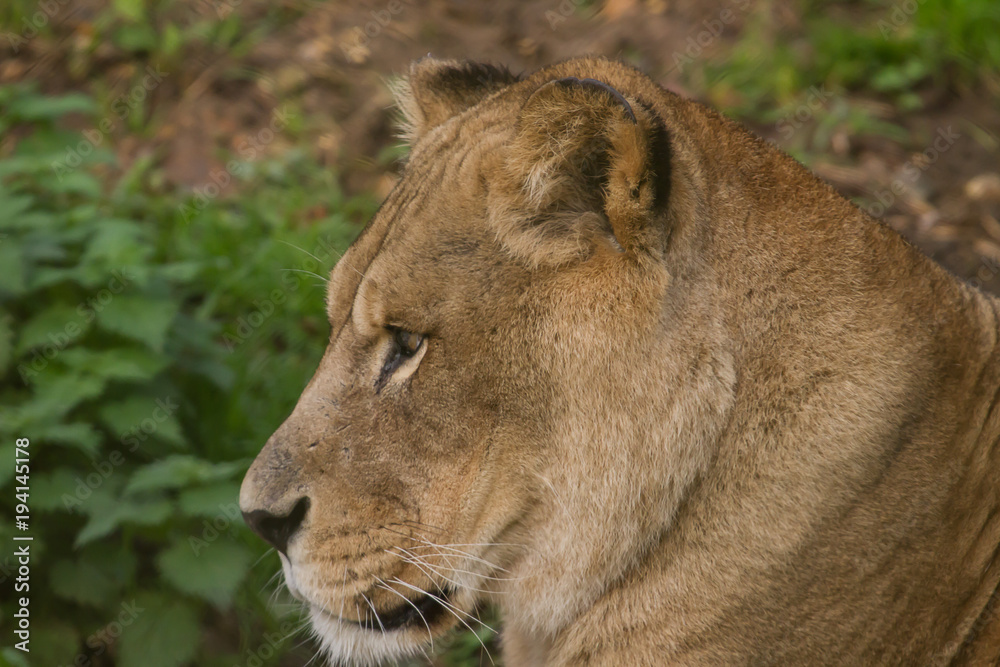 photo portrait of a beautiful Barbary Lioness photo portrait of a beautiful Barbary Lioness