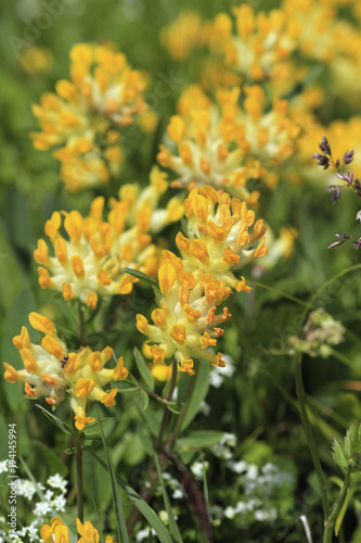 Echter Wundklee  Gemeiner Wundklee  Gew  hnlicher Wundklee   Anthyllis vulneraria  