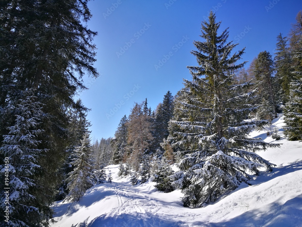 Winterwald im Stubaital