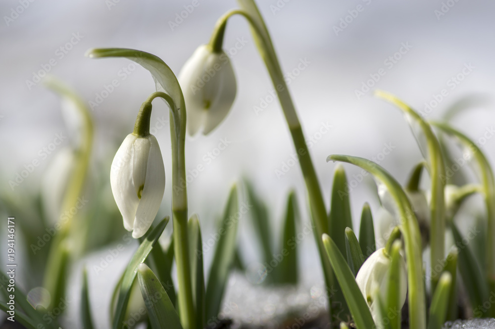 Galanthus nivalis, common snowdrop in bloom, early spring bulbous flowers in the garden Galanthus nivalis, common snowdrop in bloom, early spring bulbous flowers in the garden