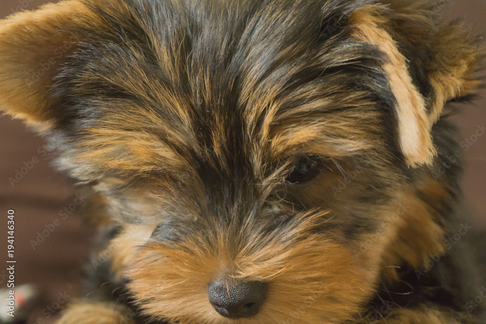 Close up on muzzle of yorkshire puppy that is downy