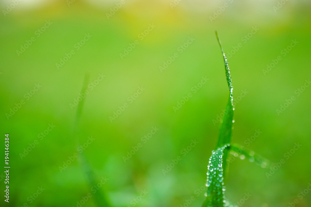 water drops on leaf for background