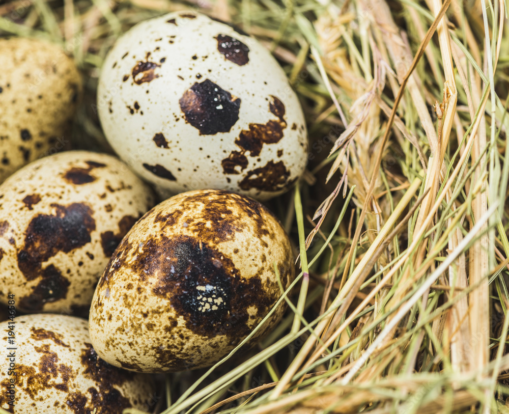 Quail eggs in the nest - close-up. Farming Quail eggs in the nest - close-up. Farming