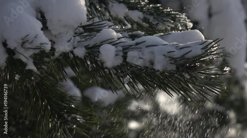 Winter sunny lyric scene with snowy and icy pine twig and snowfall from up branches in slow motion. Beautiful north or mountain nature in cool sunshine. Cold charm of snowy weather.