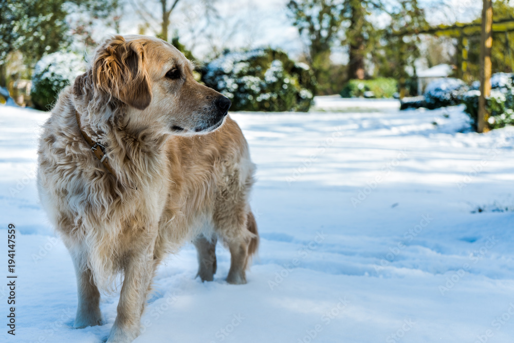 Golden Retriever in snow Golden Retriever in snow