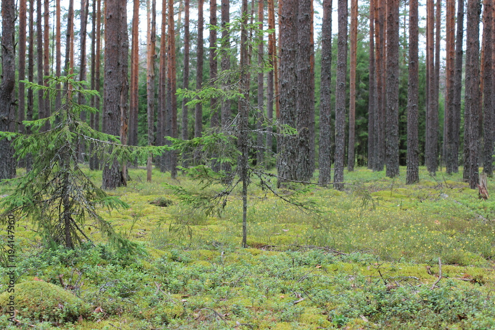 Obraz premium Лес