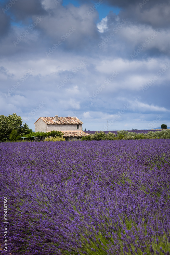 Lavender fields Valensole Plateau Forcalquier Alpes-de-Haute-Provence Provence-Alpes-Cote d'Azur France Lavender fields Valensole Plateau Forcalquier Alpes-de-Haute-Provence Provence-Alpes-Cote d'Azur France