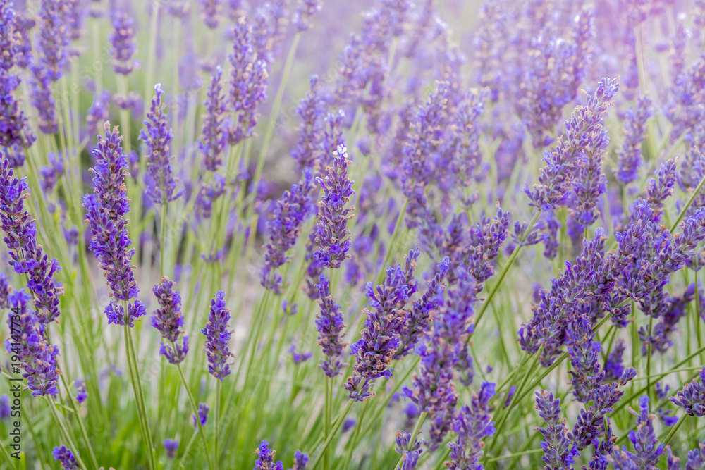 Fototapeta premium Lavender fields Valensole Plateau Forcalquier Alpes-de-Haute-Provence Provence-Alpes-Cote d'Azur France