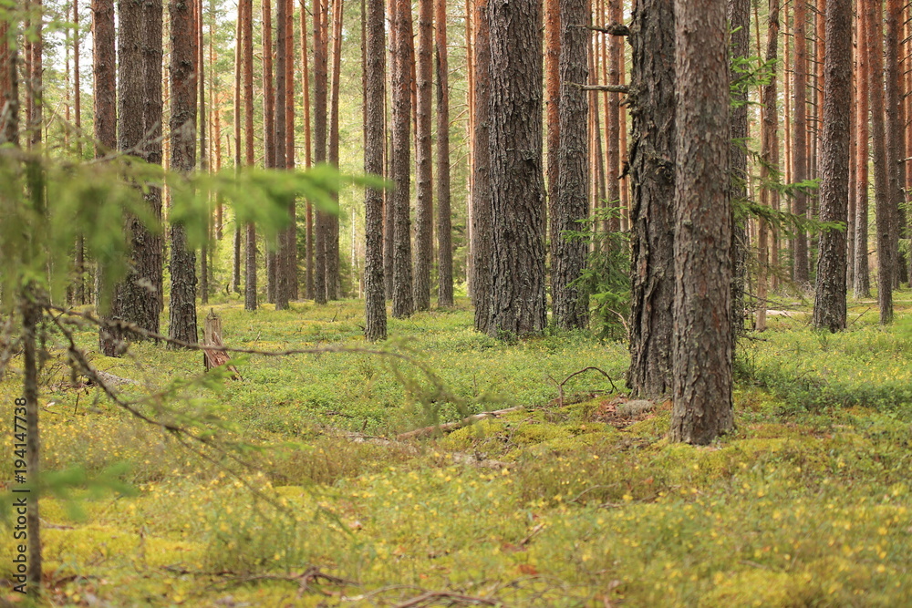 Obraz premium Лес 2 