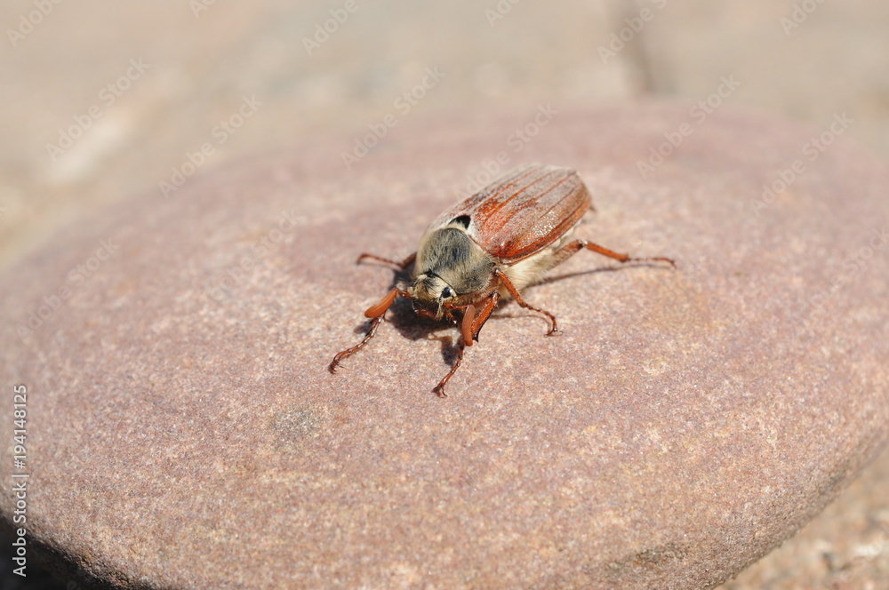 European beetle Cockchafer on a stone and tree European beetle Cockchafer on a stone and tree