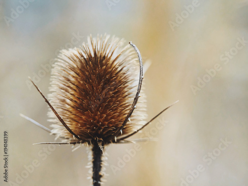 Seed head or comb of wild teasel or fuller s teasel Dipsacus fullonum or Dipsacus sylvestris  Hortus Botanicus