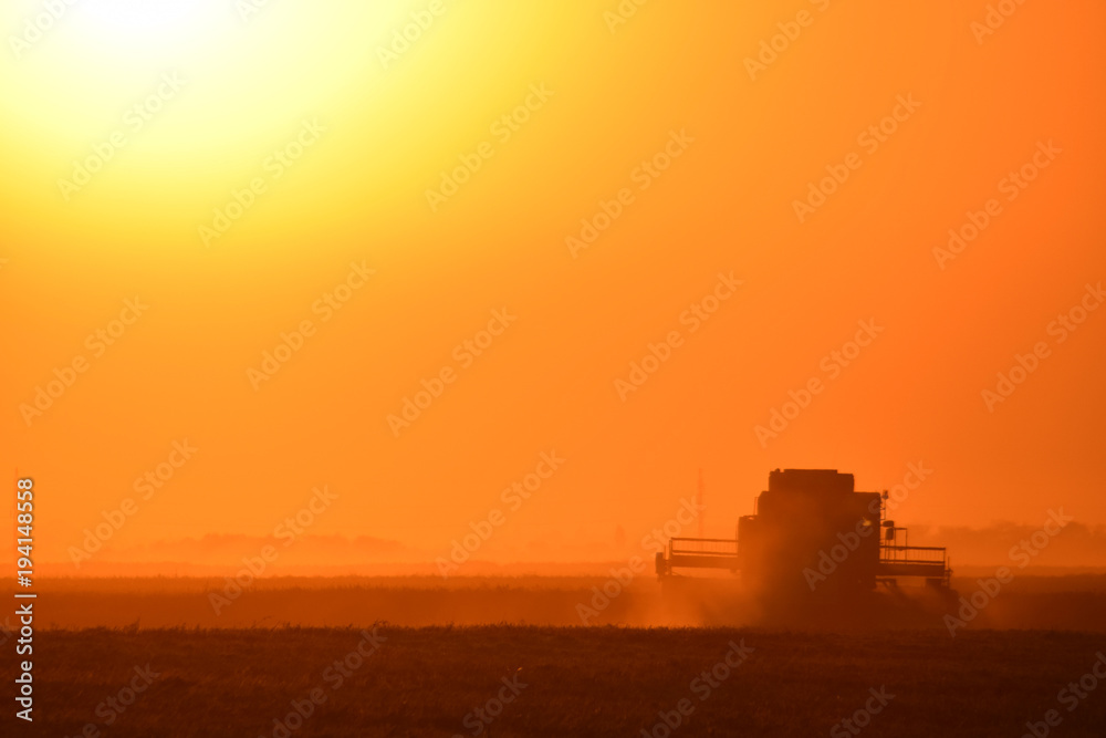 Fototapeta premium Harvesting by combines at sunset.