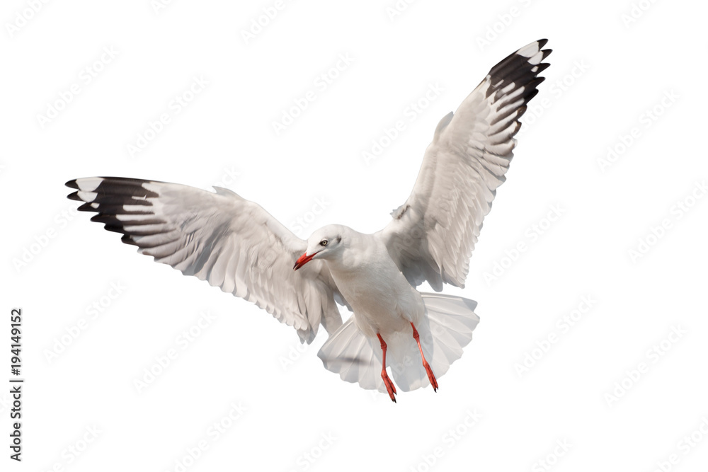 Fototapeta premium Seagull flying isolated on white background - clipping paths