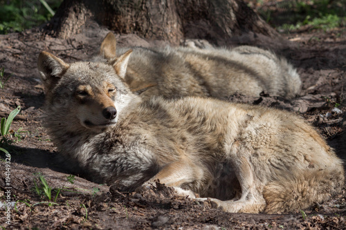 sleppy wolves