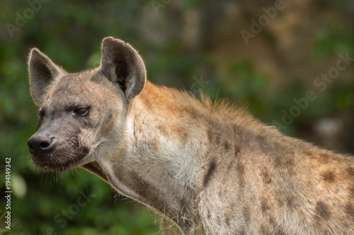 close-up of spotted hyena.