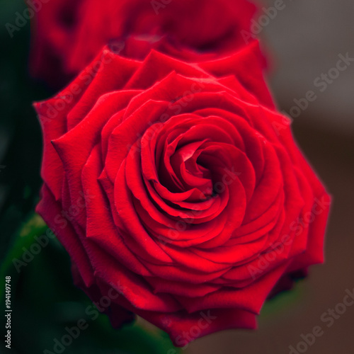 Fototapeta Naklejka Na Ścianę i Meble -  close up red rose in the garden square image
