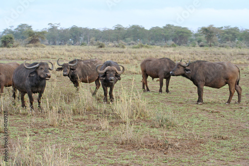 Herde von Büffel in der Savanne