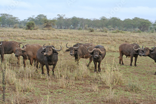 Fototapeta Naklejka Na Ścianę i Meble -  Herde von Büffel in der Savanne