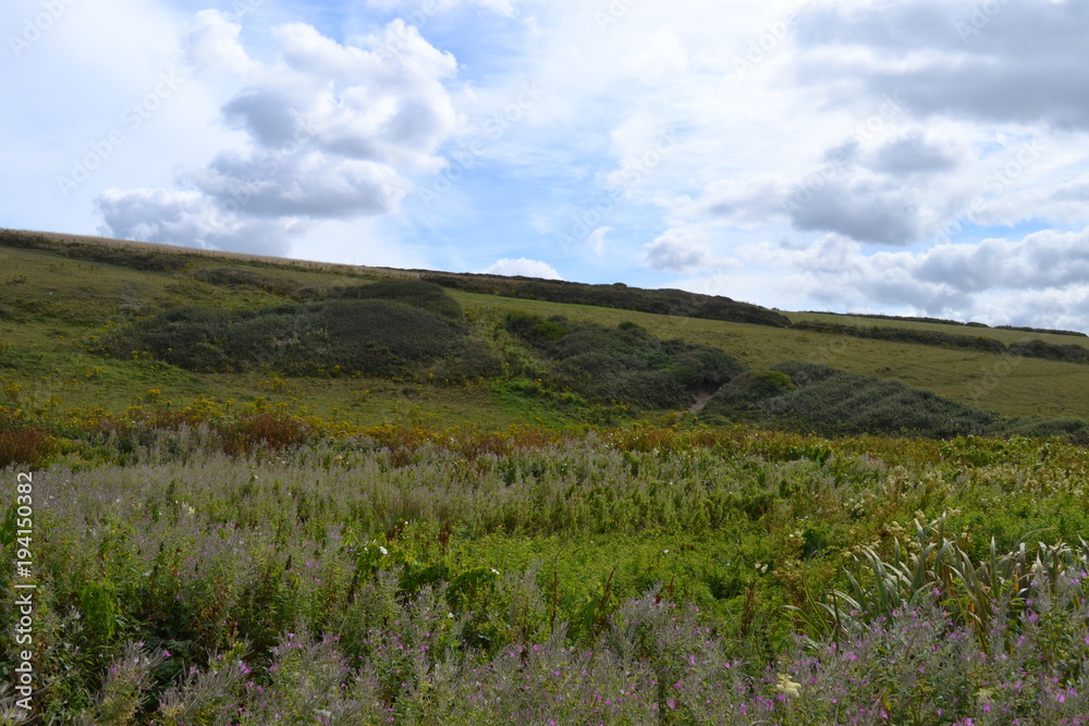 Lavender Meadow