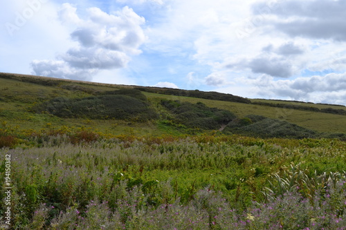 Lavender Meadow