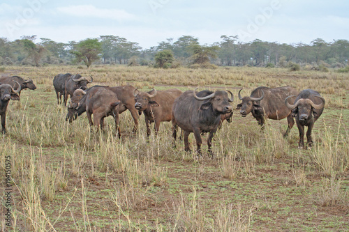 Herde von Büffel in der Savanne © Robirensi