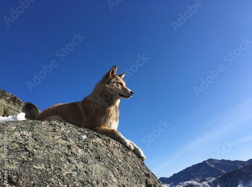 собака лежит на камне в горах