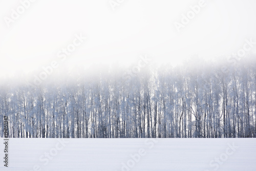 Snow winter landscape. Distant forest and field in dusk