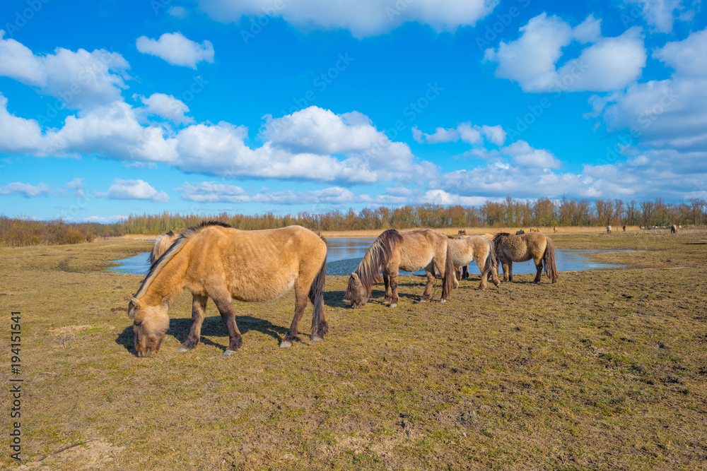 Obraz premium Feral horses in a field along a frozen lake in winter