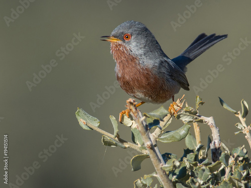 Nice colors bird singing from the top of a bush in a spring day. Dartford warbler (Sylvia undata). Mediterranean bird taken in Spain (Madrid) in a sunny day. 