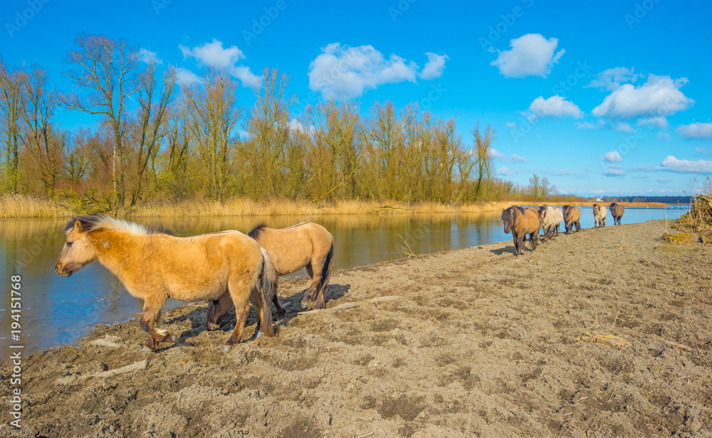 Feral horses in a field along a frozen lake in winter Feral horses in a field along a frozen lake in winter