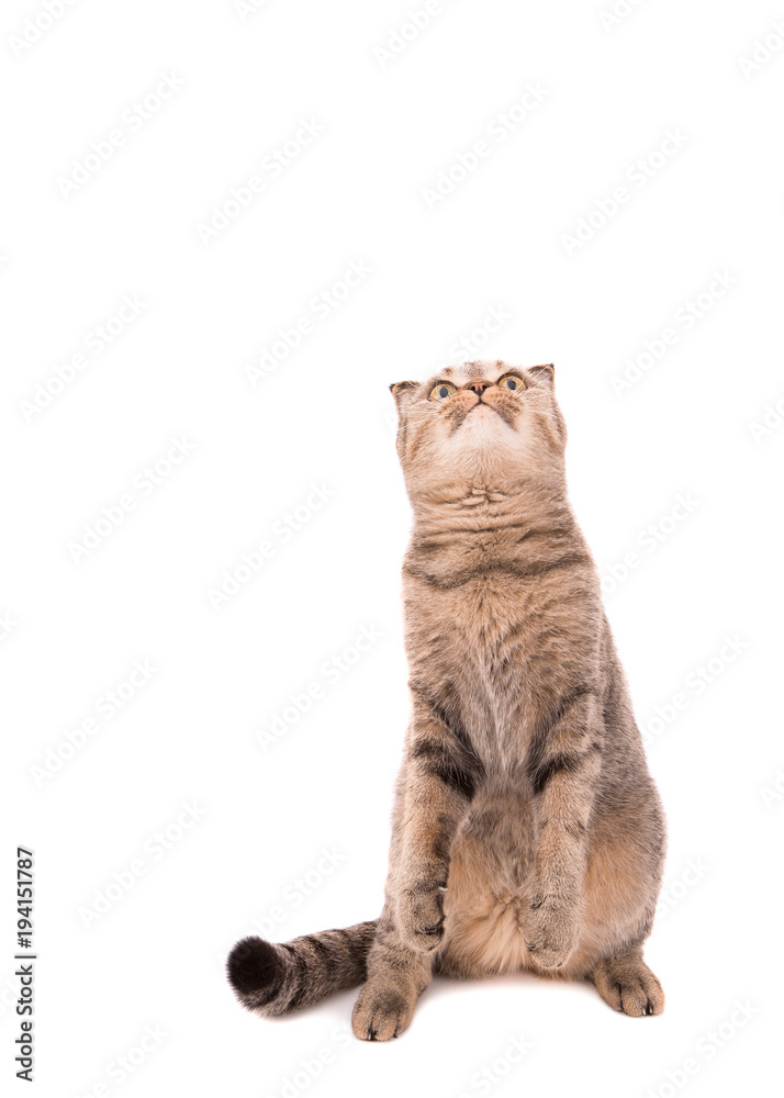 Fototapeta premium Cat looking upwards over white background