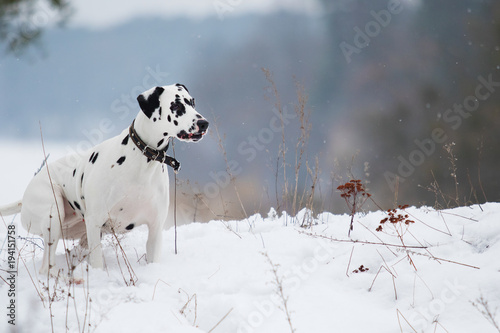 active dog outdoors in winter