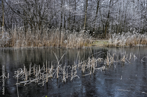 Dark ice on lake Tenellaplas near Oostvoorne, The Netherlands, with reeds, trees and other vegetation covered with frost photo