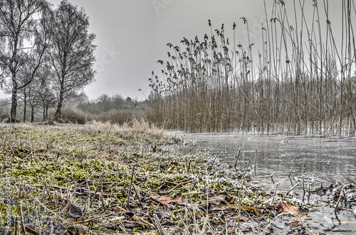 Grass, reeds and trees are covered with rime on a cold day at lake Tenellaplas near Oostvoorne, The Netherlands photo