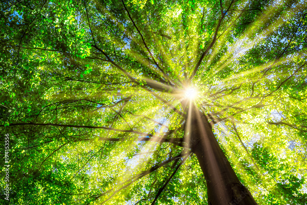 Fototapeta premium Zielone drzewo na wiosnę ze słońcem w podświetlenie