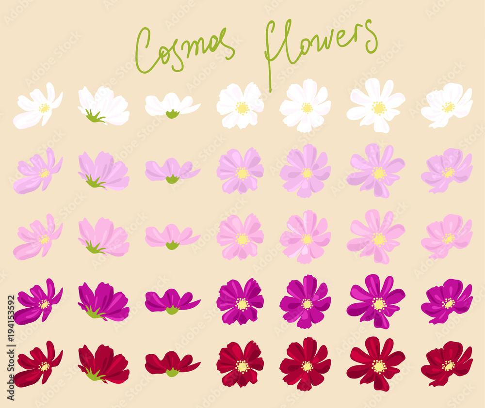 vector set of cosmos flowers