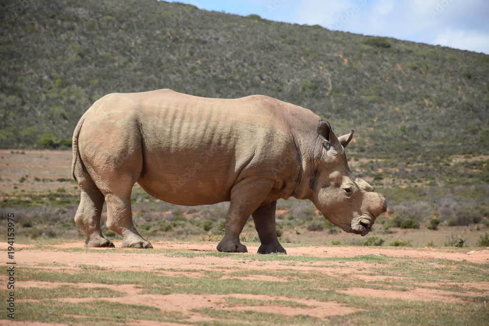 Obraz premium Breitmaulnashorn