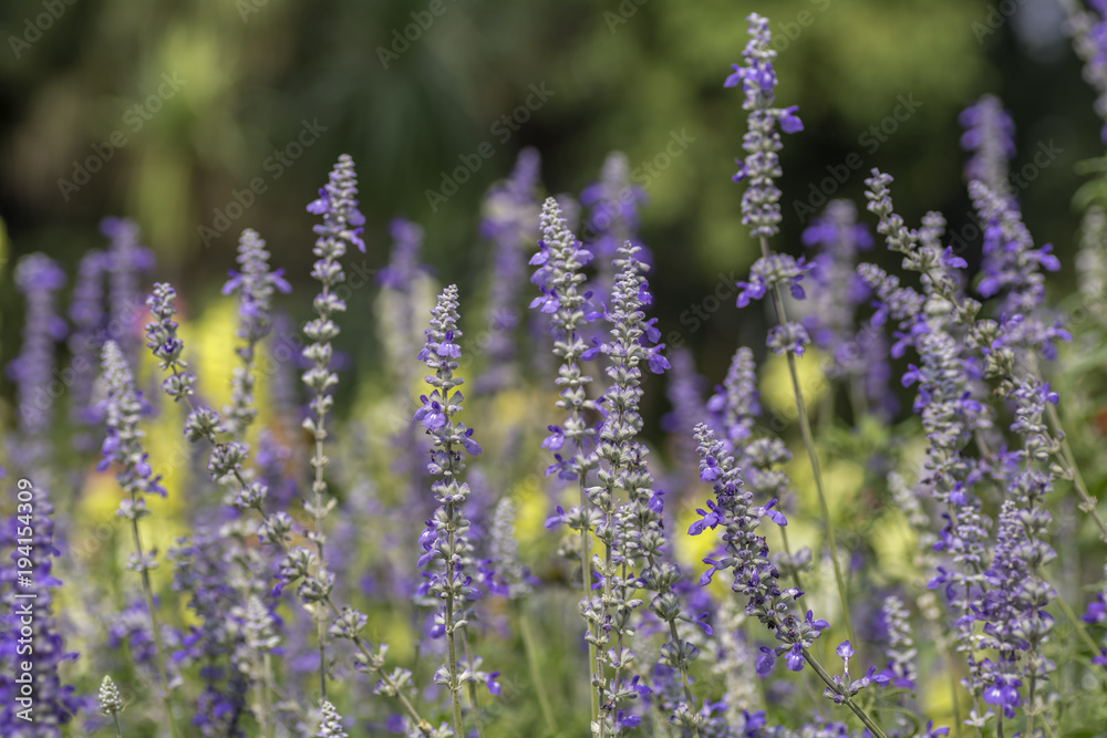 Naklejka premium Lavender Field