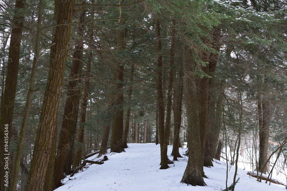 Fototapeta premium Winter Snow Trail