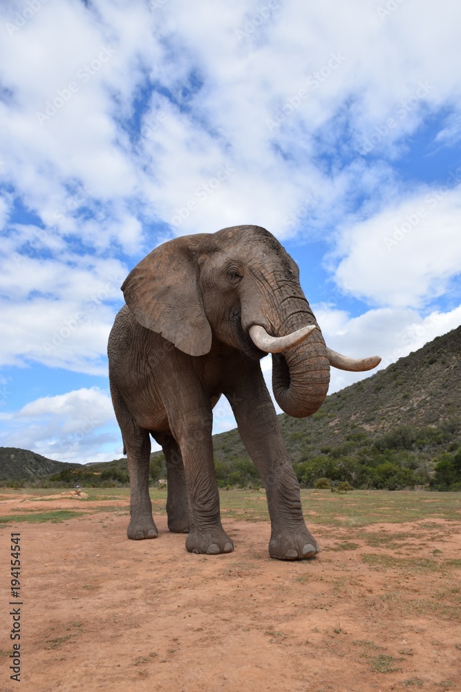 Obraz premium Elefant von vorn mit Himmel, Froschperspektive